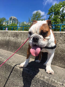 Sophie the Bulldog - knowing when to adjust your goals